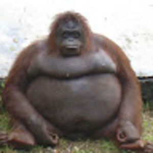 Meet your Posher, Zane